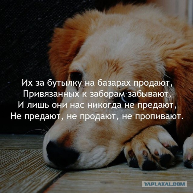 Этот взгляд