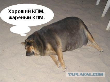 Фотожаба: О чем же думает собака?....