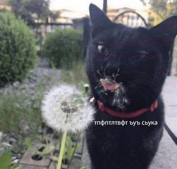 Волшебный одуванчик!