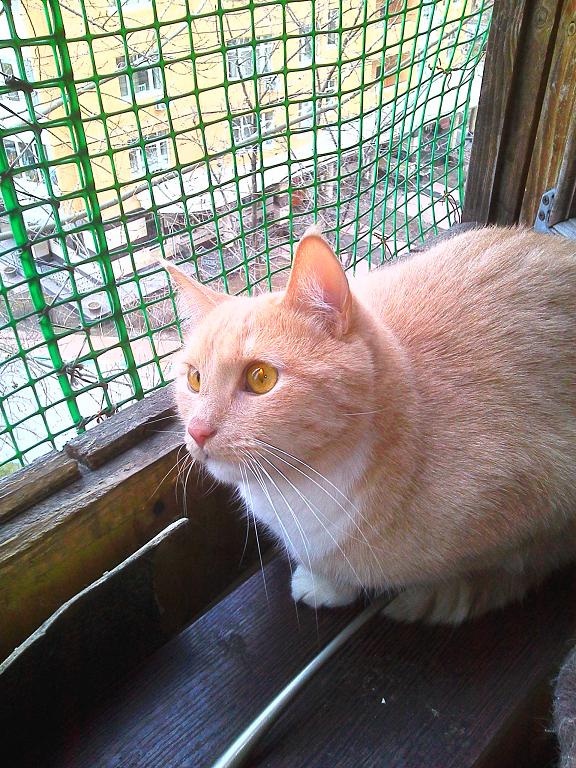 Балкон для кота