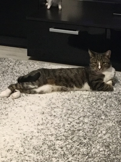Дом мой. Кот не мой: 15 случаев, когда коты нагло вламывались в чужие дома