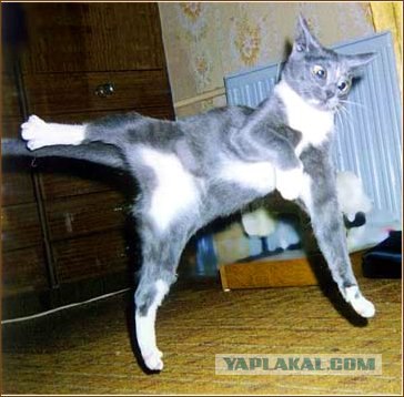 Враг повержен