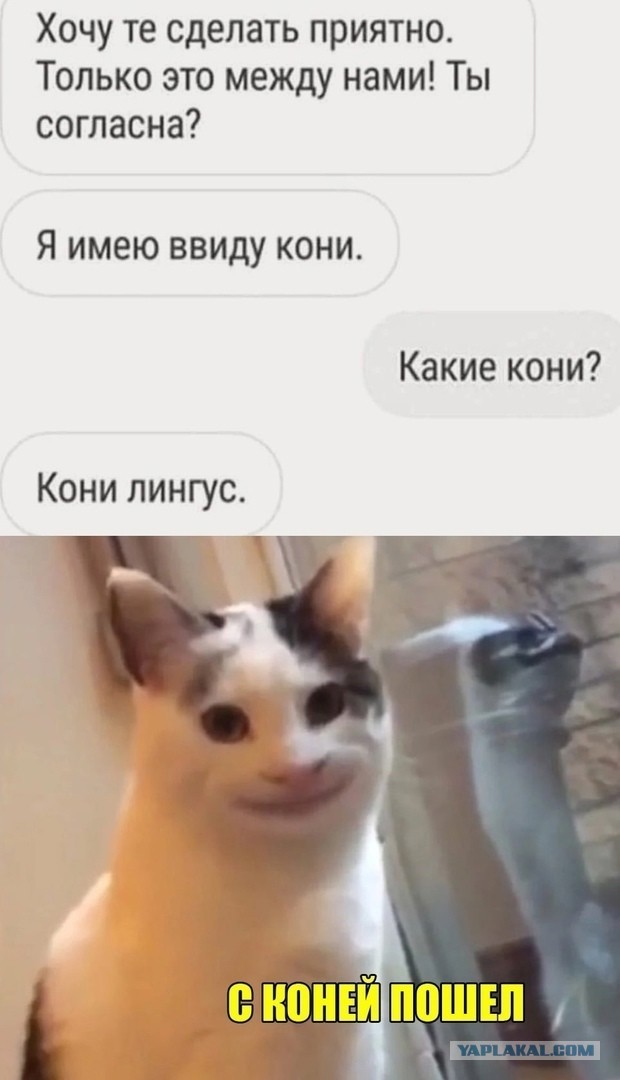 Весёлый полтишок 14.07