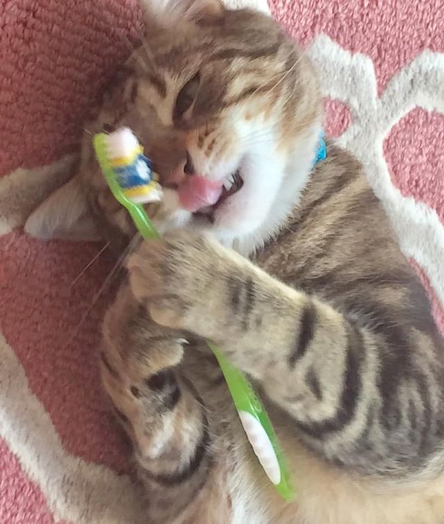 Забавные и милые котейки