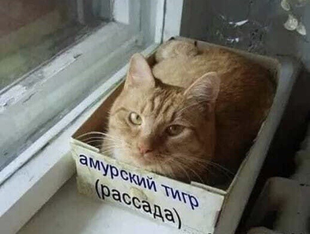 Картинки и мемы. Выходные близко...