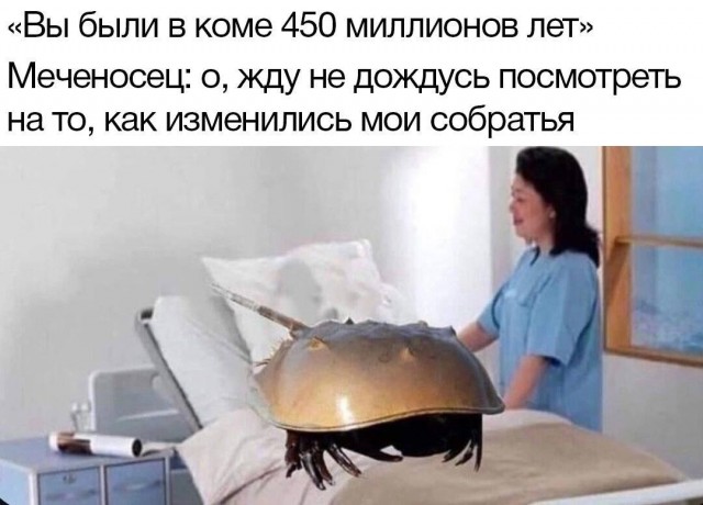 Пикчи-юморески