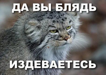 Братаны
