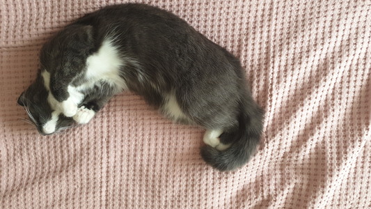 Позы для сна у кошек - что они означают?