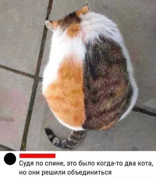 Весёлый полтишок 14.05.25.