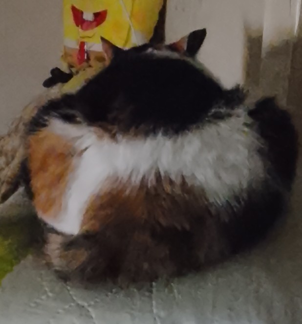 Друзья (котовторник)
