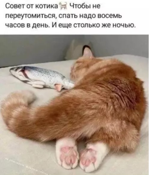 Котямбосы