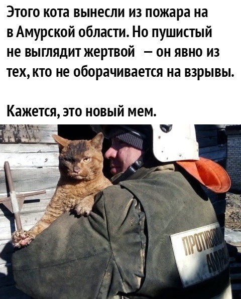 Шерстяные подснежники