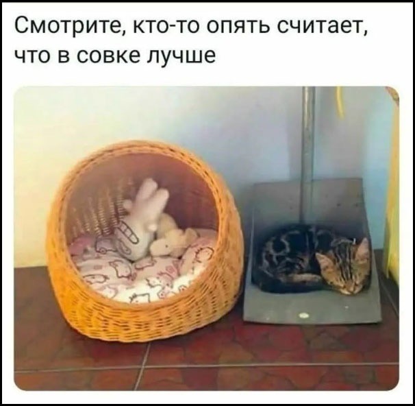 К котовторнику: подборка картинок-баянов с котиками и про котиков. Выпуск 40.