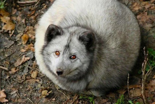 Учимся у великих писателей