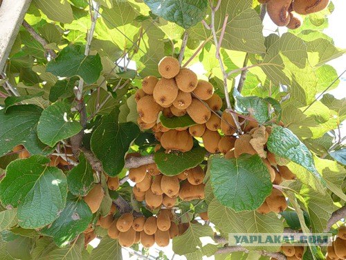Экзотические фрукты и с чем их едят