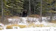 Канадский медведь перед спячкой