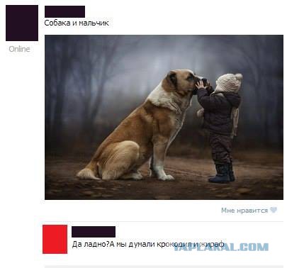 Смешные комментарии из социальных сетей