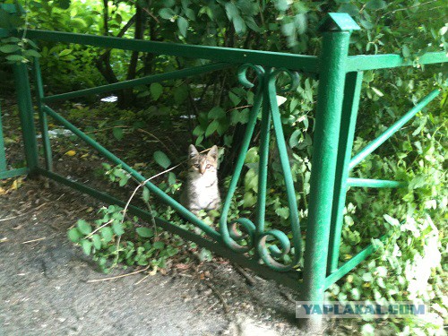 Котовторник 01.07.2014