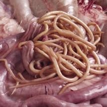 Любитель суши из Китая заразился червями из сашими