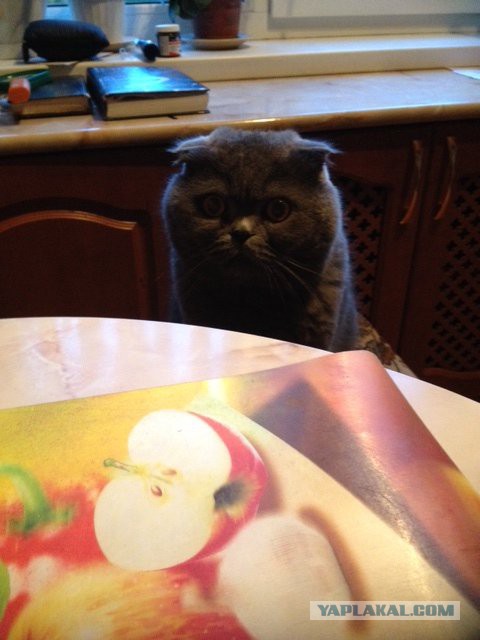 Котовторник 21.10.2014