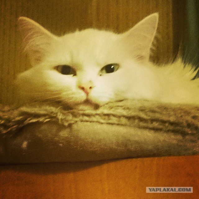 Котовторник 06.01.2015