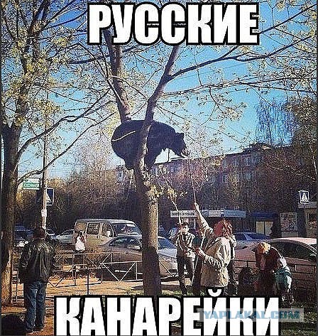 Картинки из сети