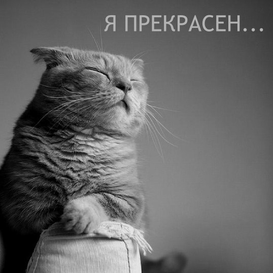 Котовторник 14.07.2015