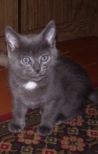 Коты, кошки, котята