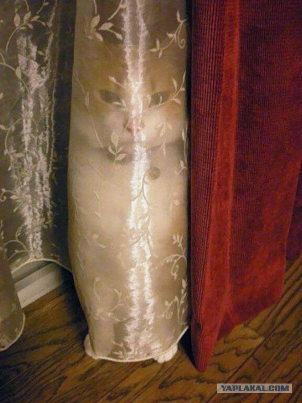 Коты-хамелеоны или чудеса маскировки