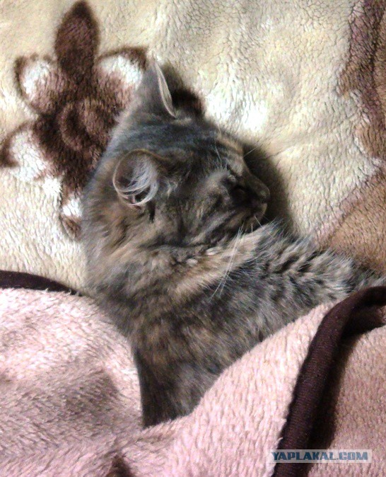 Котовторник  01.03.2016