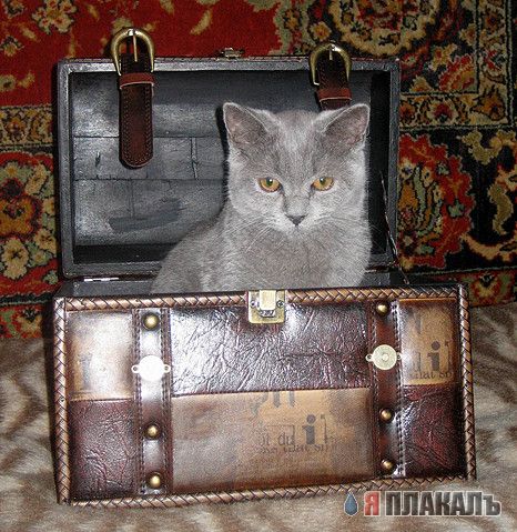 Вторничный котомёт