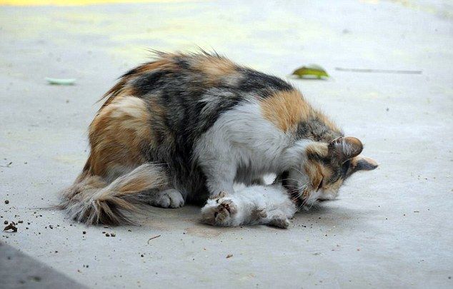 Кошка пытается оживить своих зверски убитых котят