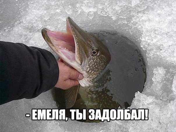 Прикольные животные