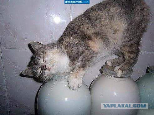 Котовторник 15.11.2016
