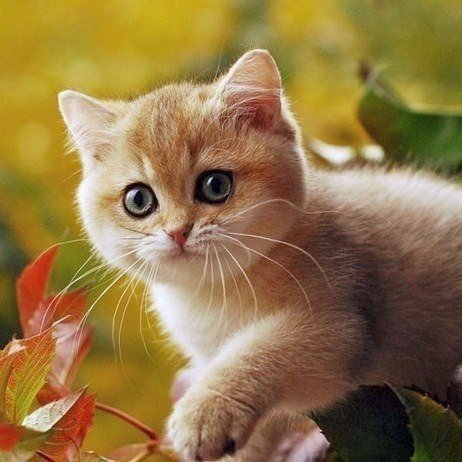 Коты из сети