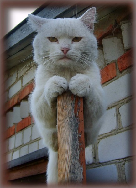 Коты из сети
