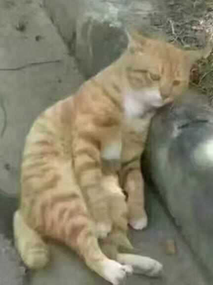 Собака учуяла запах хозяйки, которая отсутствовала несколько месяцев