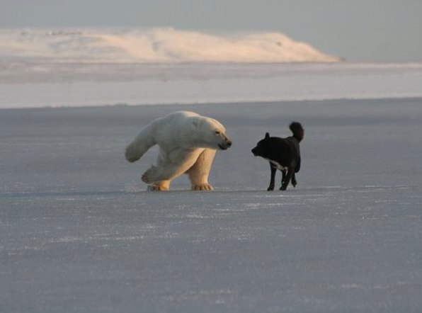 Самые смешные животные