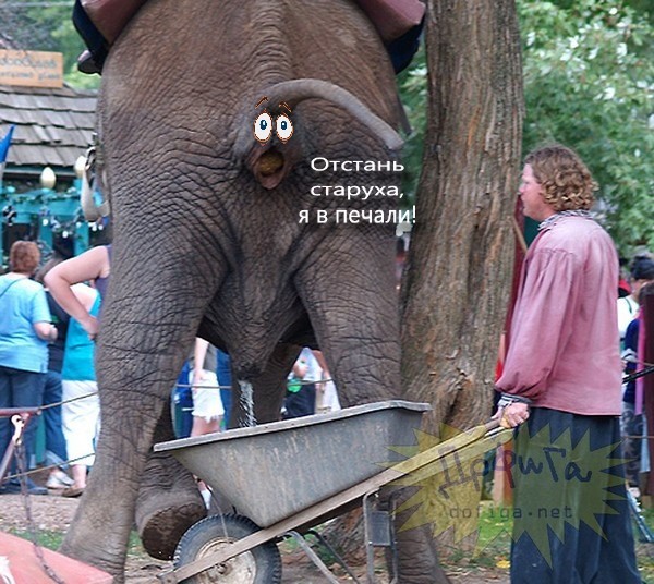 Хвост лебедя