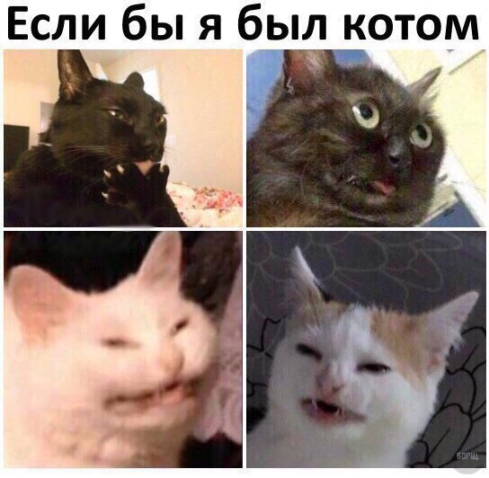 Коты и Кошки