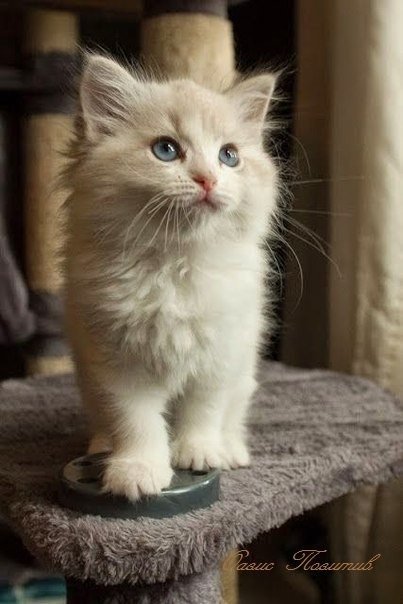 Фотобомбы котов
