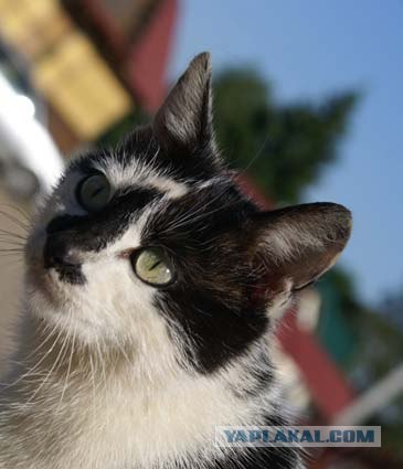 Котовторник на ЯПлакалъ 08.07.2008