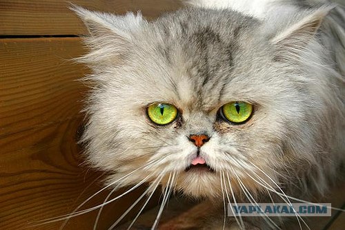 Кошак в шоке