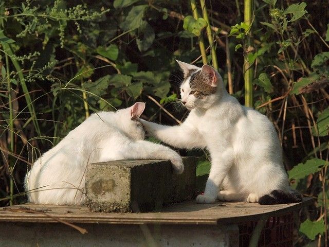 Ударим КОТОВТОРНИКОМ по УГ-постингу