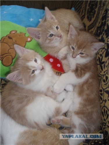 Котовторник 4.01.2011 - первый котовторник года