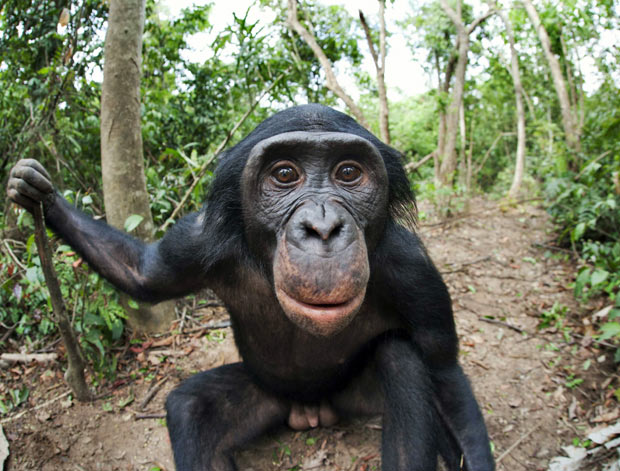 Заповедник Lola ya Bonobo в Конго