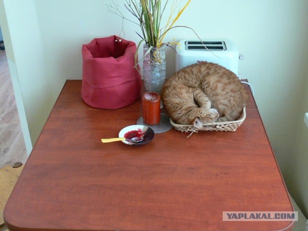 Котовторник