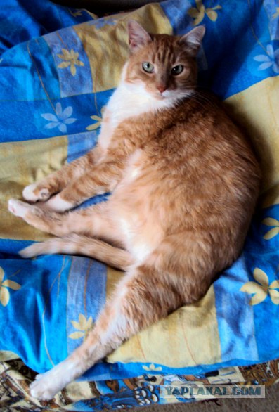 Котовторник с Максом