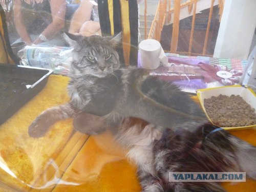 Сонный Котовторник
