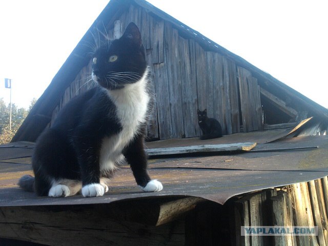 Котовторник 22.11.11